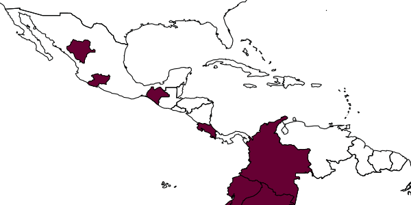 map of Rhopalum deroanni     Leclercq, 2002
